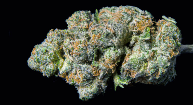 Gelato